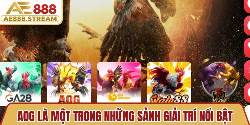 AOG là một trong những sảnh giải trí nổi bật cung cấp các trận đấu gà hấp dẫn