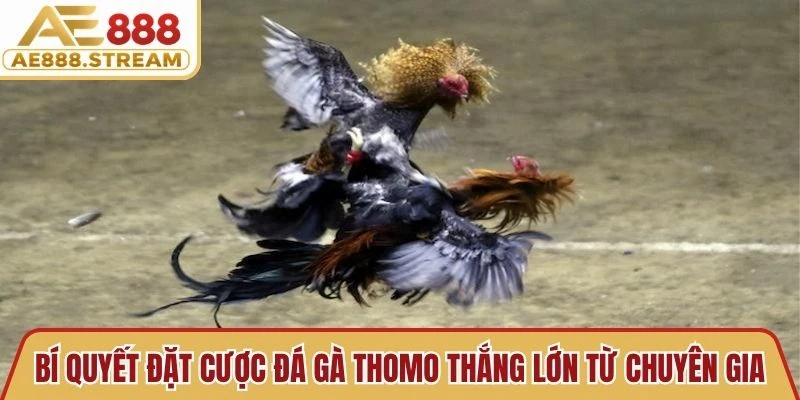 Bí quyết đặt cược đá gà Thomo thắng lớn từ chuyên gia