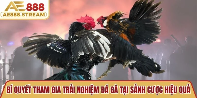 Bí quyết tham gia trải nghiệm đá gà tại sảnh cược hiệu quả, thắng lớn