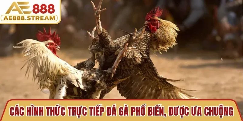 Các hình thức trực tiếp đá gà phổ biến, được nhiều người ưa chuộng
