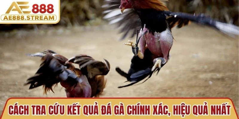 Cách tra cứu kết quả đá gà chính xác, hiệu quả nhất