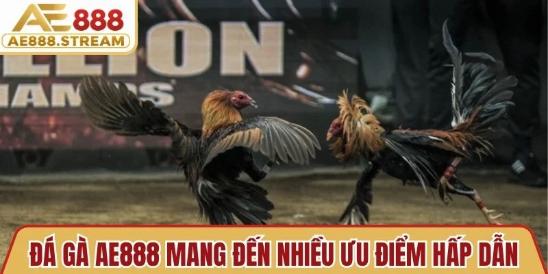 Đá Gà AE888 mang đến nhiều ưu điểm hấp dẫn