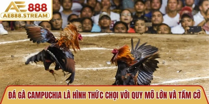 Đá gà Campuchia là hình thức chọi với quy mô lớn và tầm cỡ
