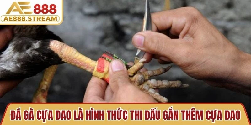 Đá gà cựa dao là hình thức thi đấu mà chiến kê được gắn thêm cựa dao vào chân