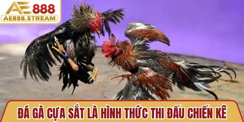 Đá gà cựa sắt là hình thức thi đấu chiến kê được gắn thêm cựa bằng kim loại