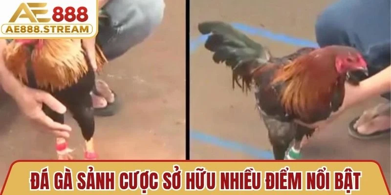 Đá gà sảnh cược sở hữu nhiều điểm nổi bật, rất được lòng người chơi