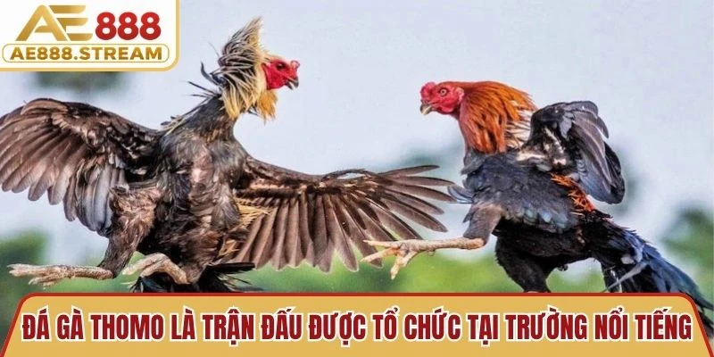 Đá gà Thomo là trận đấu được tổ chức tại trường nổi tiếng tại Campuchia