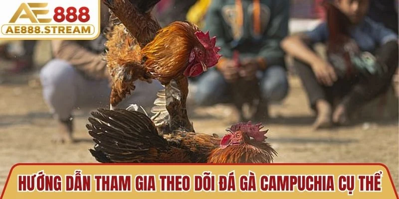Hướng dẫn tham gia theo dõi đá gà campuchia cụ thể