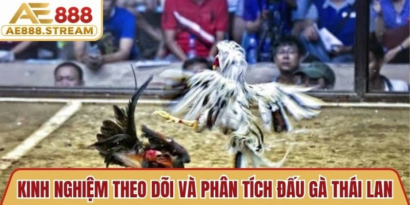 Kinh nghiệm theo dõi và phân tích đấu gà Thái Lan hiệu quả