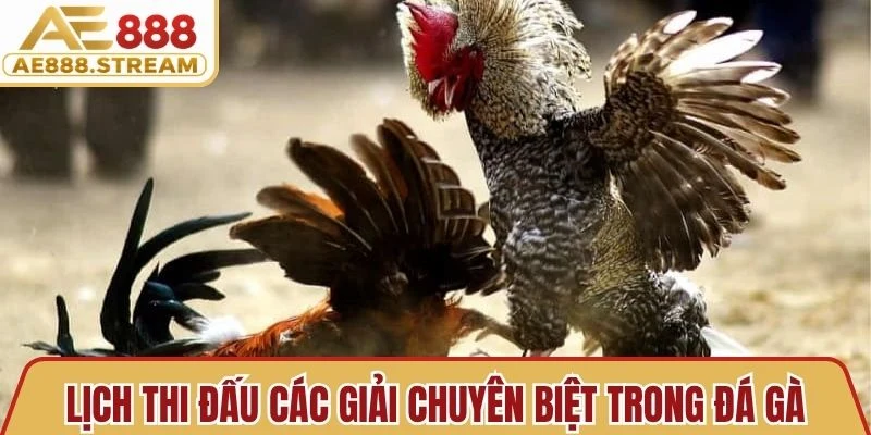 Lịch thi đấu các giải chuyên biệt trong đá gà