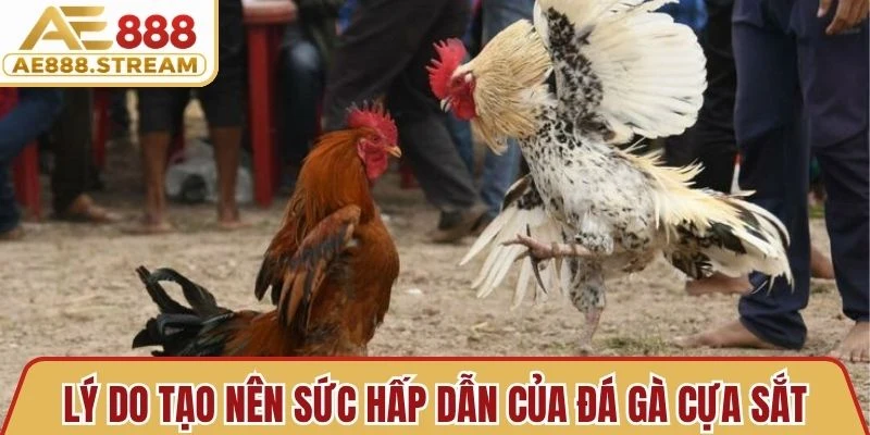 Lý do tạo nên sức hấp dẫn của đá gà cựa sắt