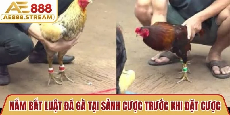 Nắm bắt luật đá gà tại sảnh cược trước khi đặt cược