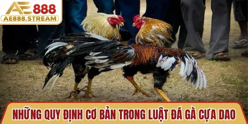 Những quy định cơ bản trong luật đá gà cựa dao