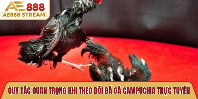 Những quy tắc quan trọng khi theo dõi đá gà Campuchia trực tuyến