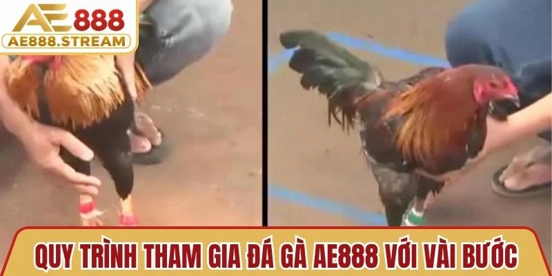 Quy trình tham gia Đá Gà AE888 với vài bước đơn giản