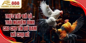 Trực tiếp đá gà