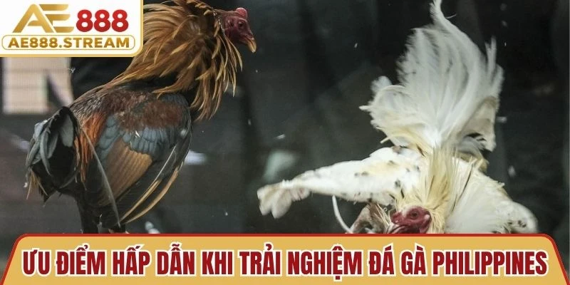 Ưu điểm hấp dẫn khi trải nghiệm đá gà Philippines