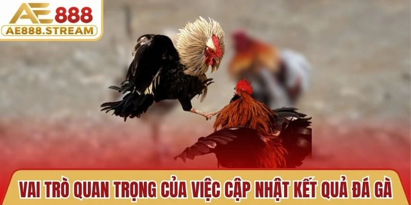 Vai trò quan trọng của việc cập nhật kết quả đá gà 
